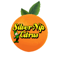 Silver Nip Citrus